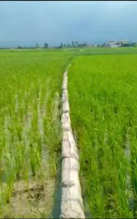 کود برای شالی