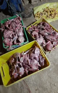 جمع آوری خریدتلفات مرغ براسگ