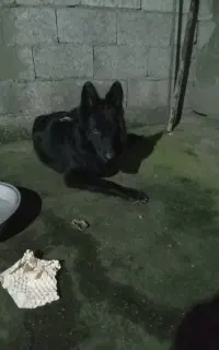 سگ ژرمن