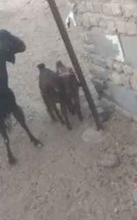 بز جملی