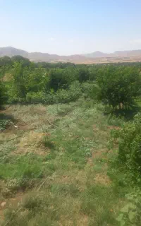 گردو تکان