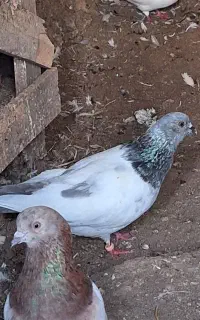 سپه