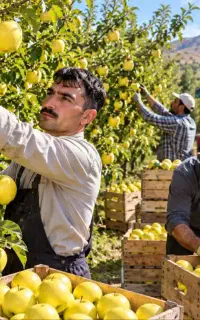 پیش فروش نهال سیب زردفرانسه بسیار بازارپسند