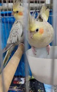 عروس هلندی نر و ماده مولد