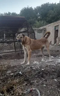 سگ ماده سرابی عاشق گله