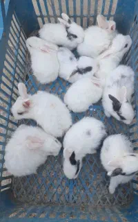 خرگوش بچه ناز و خوشکل