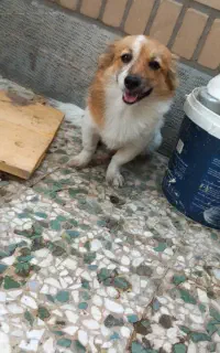 سگ پامر