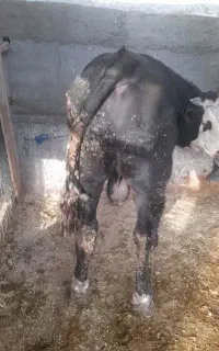گوساله کشتاری  درجه یک