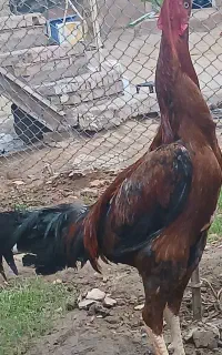 خروس لاری یک ساله