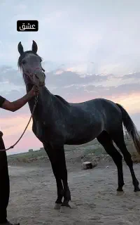 نریون سواری نشده 3ساله سواری نشده