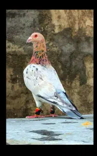 کبوتر گمشده