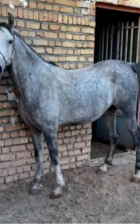 اسب مادیان