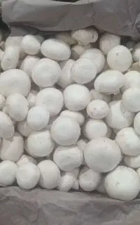 جذب نیروی سالندارو مهندس کشاورزی برای پرورش قارچ