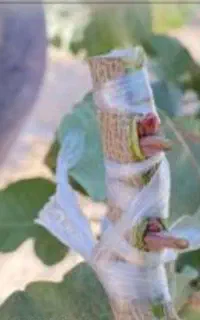 پینود زنی در تمام نقاط کشور با بهترین صابقه کار