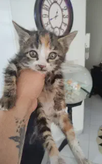 واگذاری رایگان بچه گربه