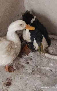 اردک
