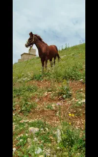 خرید و فروش اسب پالانی