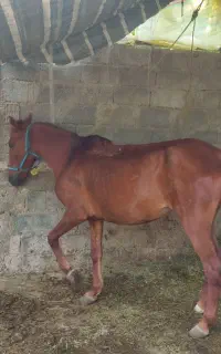 اسب مادیان6ساله