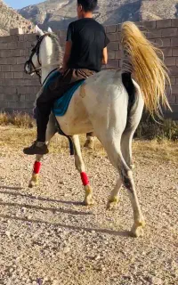 اسب نریون سفید