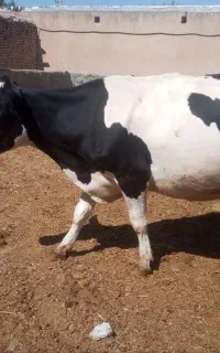 گاو آبستن