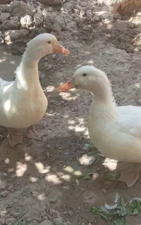 دو عدد اردک سالم