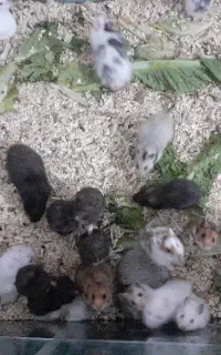 همستر سوری و مینیاتوری عمده