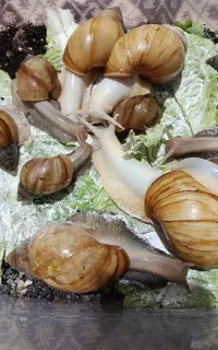 فروش حلزون پرورشی