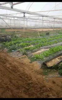 کار گلخانه در ترکیه