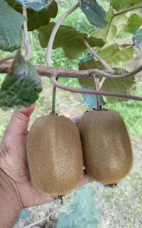 فروش کیوی ممتاز