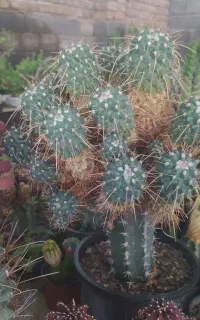 کاکتوس، گل، ساکولنت، بنسای