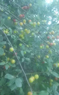 رب آلوچه جنگلی تازه و تمیز