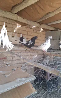 کفتر خوب