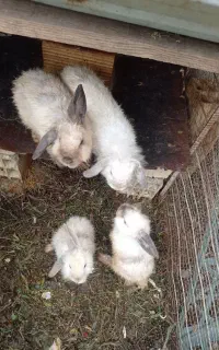 خرگوش  لوپی
