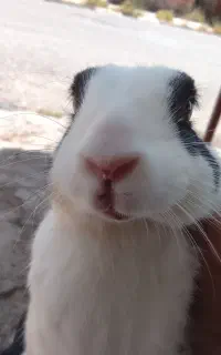 خرگوش