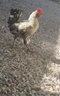 خروس