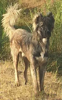 سگ آلابای و قدرجونی ۲ساله