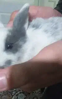 بچه خرگوش