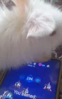 بچه خرگوش لپ اصل