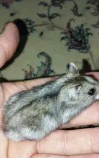 همستر خانگی