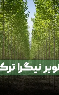 فروش نهال صنوبر نیکرا با لیبل