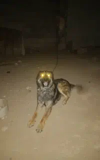 سگ نگهبان ب ضمانت