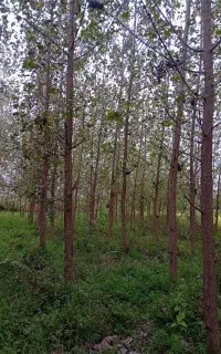 فروش ۳۰۰ اصله درخت صنوبر ۵ ساله