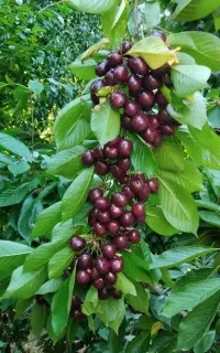 نیازمند اکیب گیلاس چینی