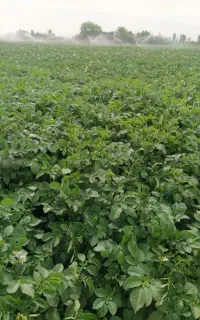 سیب زمینی بذری