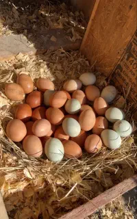 تخم مرغ محلی