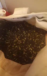 بذر پیاز زرد ( روز بلند)