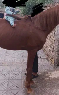فروش فوری