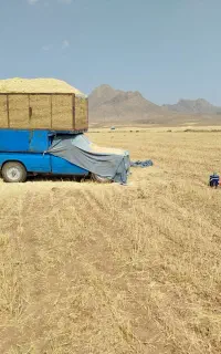 کاه کندم جوینجه