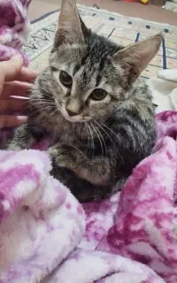 واگذاری رایگان بچه گربه ماده دو ماهه