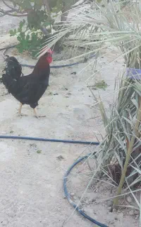 معاوضه خروس با مرغ کرک